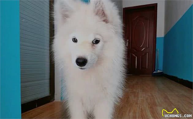 辟谣，狗狗吃蛋壳能补钙？主人误信民间偏方，使得爱犬消化不良