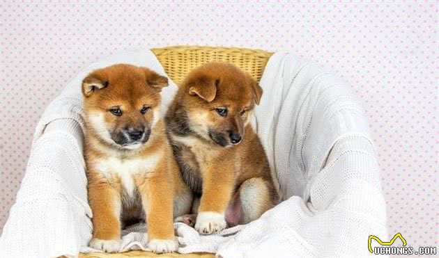 治愈系狗狗—柴犬的优缺陷，看完后再决定要不要饲养