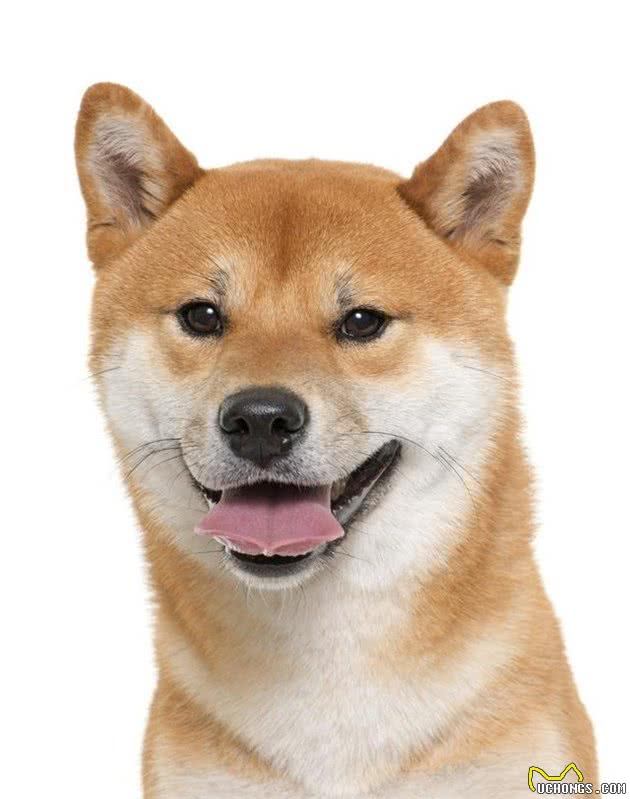 治愈系狗狗—柴犬的优缺陷，看完后再决定要不要饲养