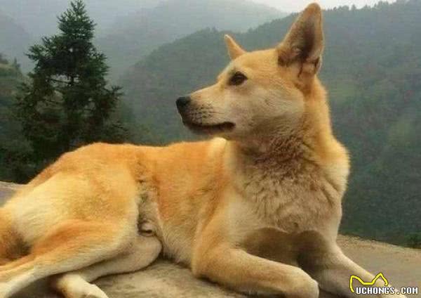 世界上4个最听话的狗狗,哈士奇犬上榜,网友:这傻子也能上榜?