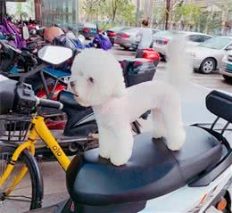 到底有没有必要给狗狗做绝育，答案在这里