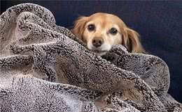 长毛腊肠犬因毛发特殊，竟与明星撞脸，关键还是铲屎官的偶像