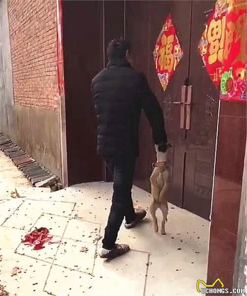 将二哈送到老爸那儿养，本以为搞不定，再去看时直呼：一物降一物