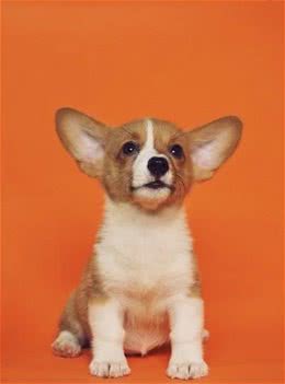 犬粮都有哪些不同的分类？要想养好你家狗子，这5种粮要分清楚