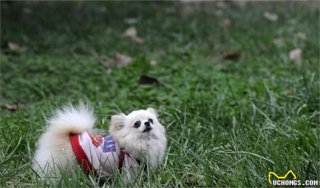 宠物医生：穿秋裤的季节到来，狗狗穿衣服的这些坏处主人应当了解