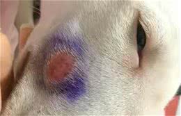 犬只皮肤病之真菌的治疗