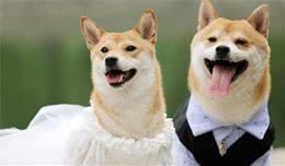 狗狗常常放屁，隐藏的身体状况，铲屎官需要重视