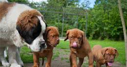 学会这几招，一眼看出狗狗年龄，让你秒变“养狗老司机”