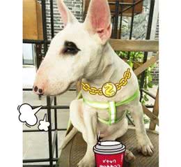妖艳贱货的牛头梗犬，睡觉时居然打呼噜！