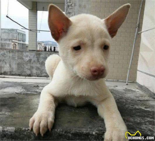 人皆爱洋犬不吝千金散，可怜田园犬食得残羹饭，渐失其家园！