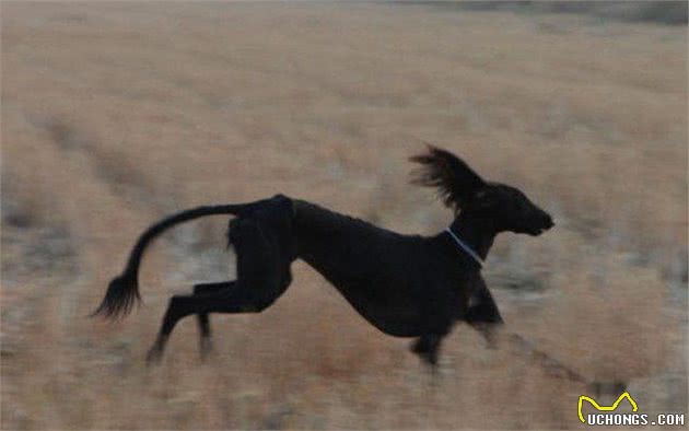 人皆爱洋犬不吝千金散，可怜田园犬食得残羹饭，渐失其家园！