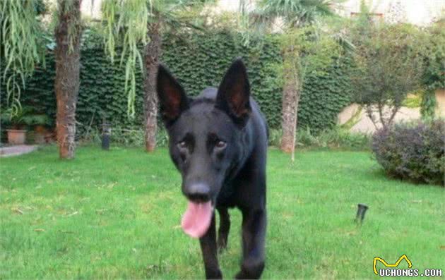 人皆爱洋犬不吝千金散，可怜田园犬食得残羹饭，渐失其家园！