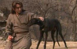 人皆爱洋犬不吝千金散，可怜田园犬食得残羹饭，渐失其家园！