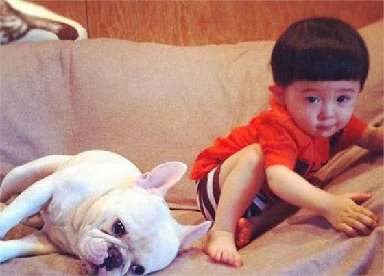 除了贵，法斗犬还有这5大缺陷，看完你还想养吗？