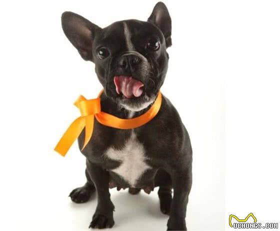 除了贵，法斗犬还有这5大缺陷，看完你还想养吗？
