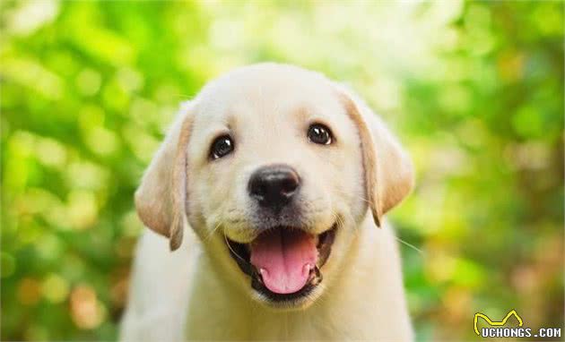 如何饲养幼犬？
