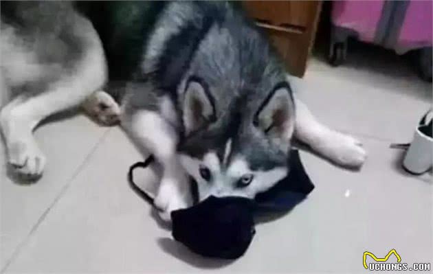 哈士奇狗狗的叼东西训练怎么做呢？