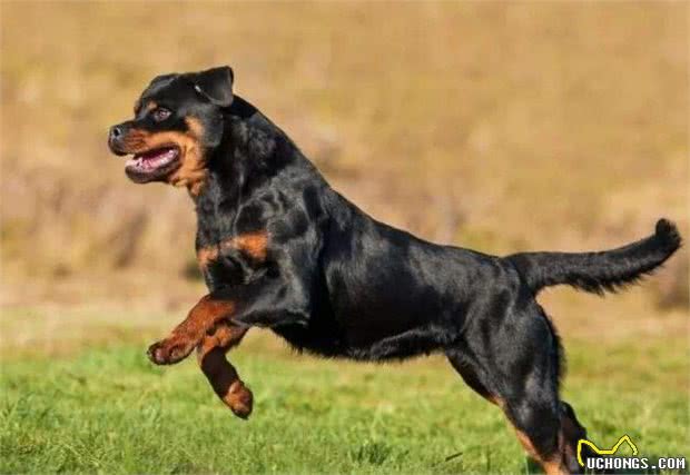 解读“罗威纳犬”，最具有身价的家庭犬，力量与智商同在