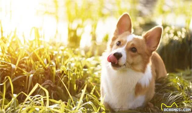柯基犬随便养？对不起，没有做好这些觉悟的人不配当你的铲屎官