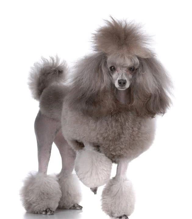 五种适合家庭饲养的小型犬