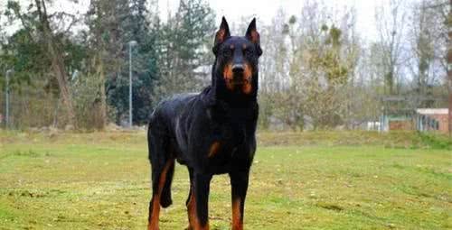 十大最英勇的犬种排名，你家的宝贝上榜了吗