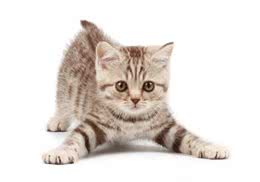 为什么吃猫粮的猫咪才是健康的
