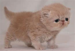 猫咪会得老年痴呆症吗