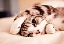 猫咪的无名高热及体温调节（一）