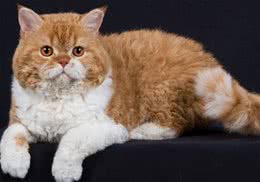 塞尔凯克卷毛猫的品种简介