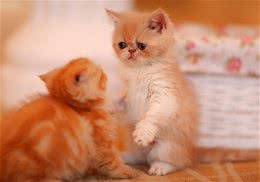 如何帮助猫咪缓解压力