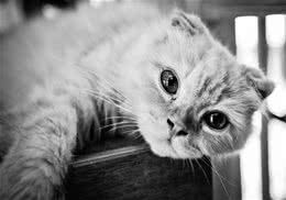 猫咪不认人是真的吗