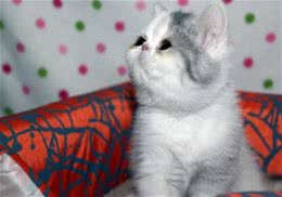 猫咪绝育七大误区问题