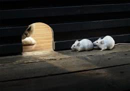 猫咪为什么会把死老鼠带回家