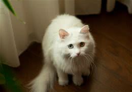 令人头疼的猫咪掉毛