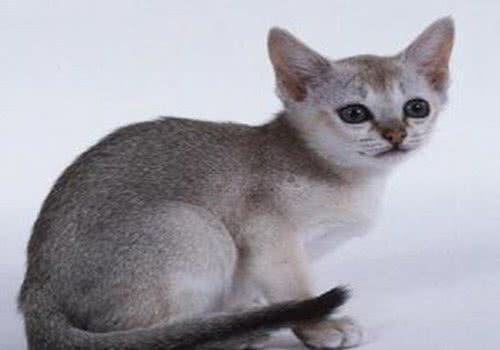 新加坡猫的养护