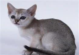 新加坡猫的养护