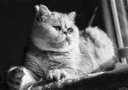 讨好猫咪十个妙招