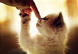 如何训练猫咪不认生