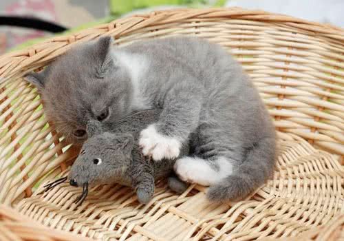 怎样给猫咪拍出可爱的照片