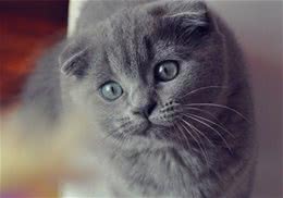 苏格兰折耳猫历史概况