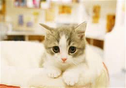 猫咪训练的几个技巧和注意事项