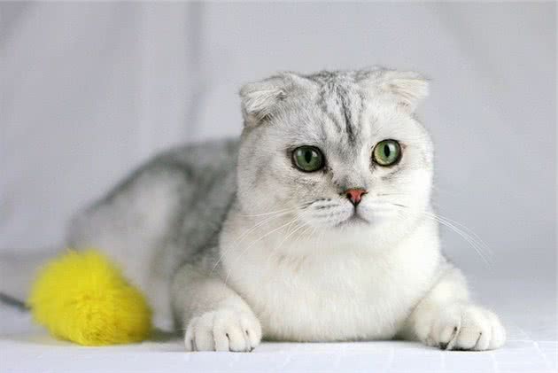 苏格兰折耳猫的饲养办法