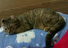 猫咪不在厕所便溺的原因