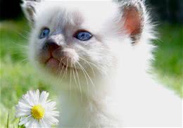 室内养猫咪如何保持卫生