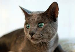 猫咪养护问题之毛发的烦恼