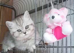 猫主需要了解的猫粮食用注意点