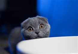猫咪并不喜欢开玩笑