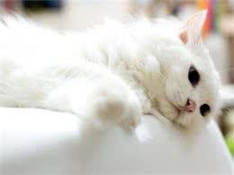 在家给猫咪皮下注射猫疫苗