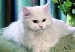 四招应对猫咪频繁掉毛的困扰