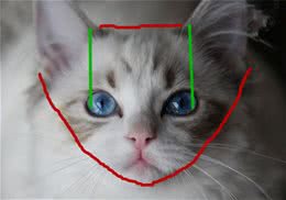 布偶猫品相问题：布偶猫为何这么贵？